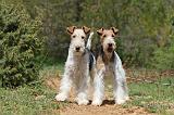 FOX TERRIER 260